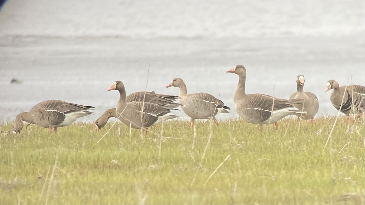 Greater White-fronted Goose - ML619165637
