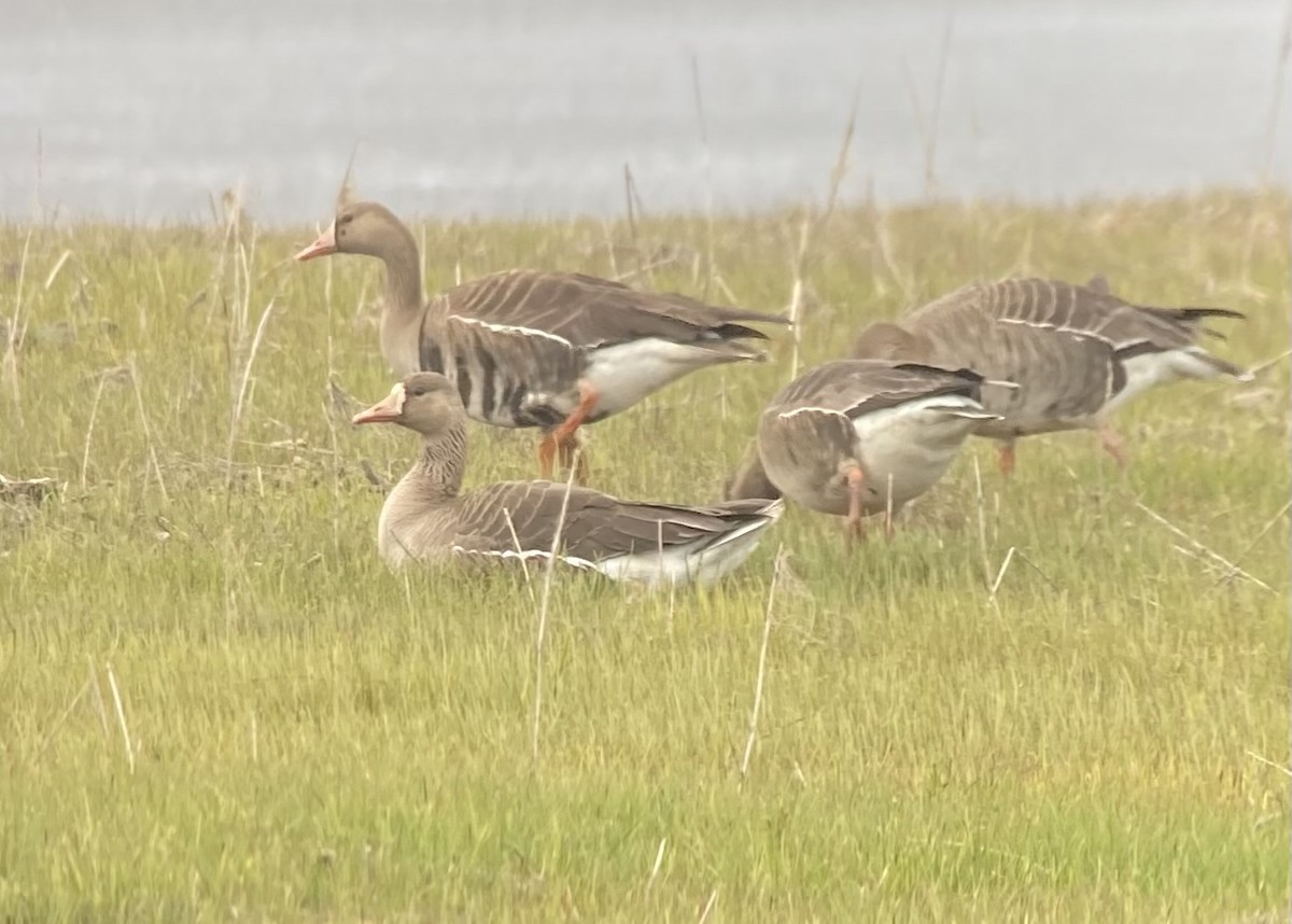 Greater White-fronted Goose - ML619165638