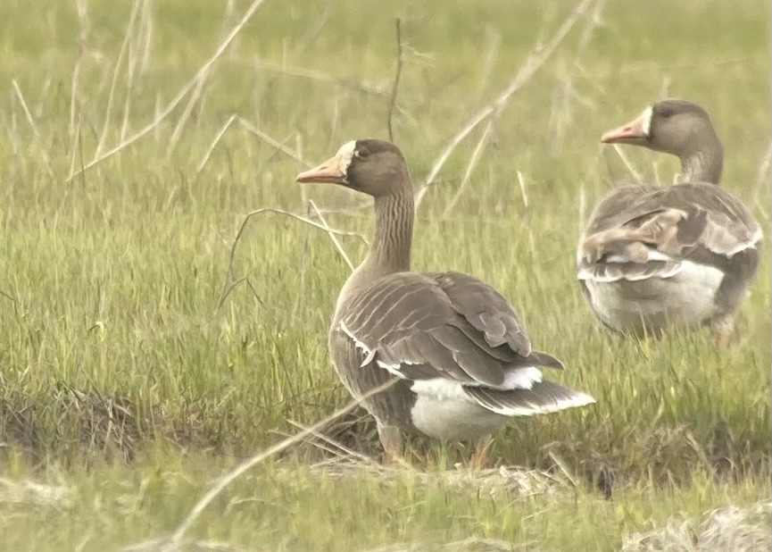 Greater White-fronted Goose - ML619165639