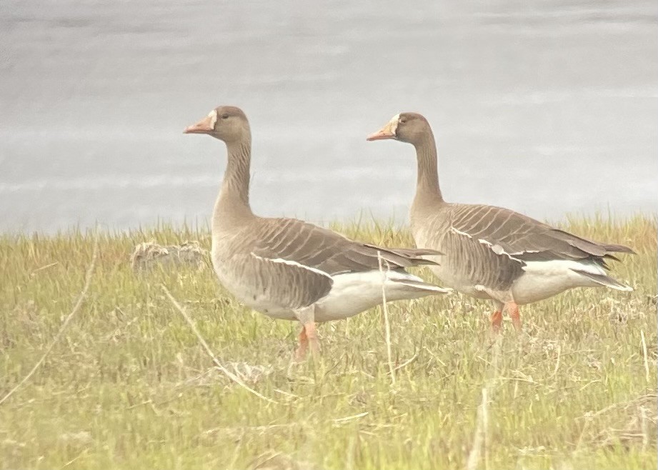 Greater White-fronted Goose - ML619165640