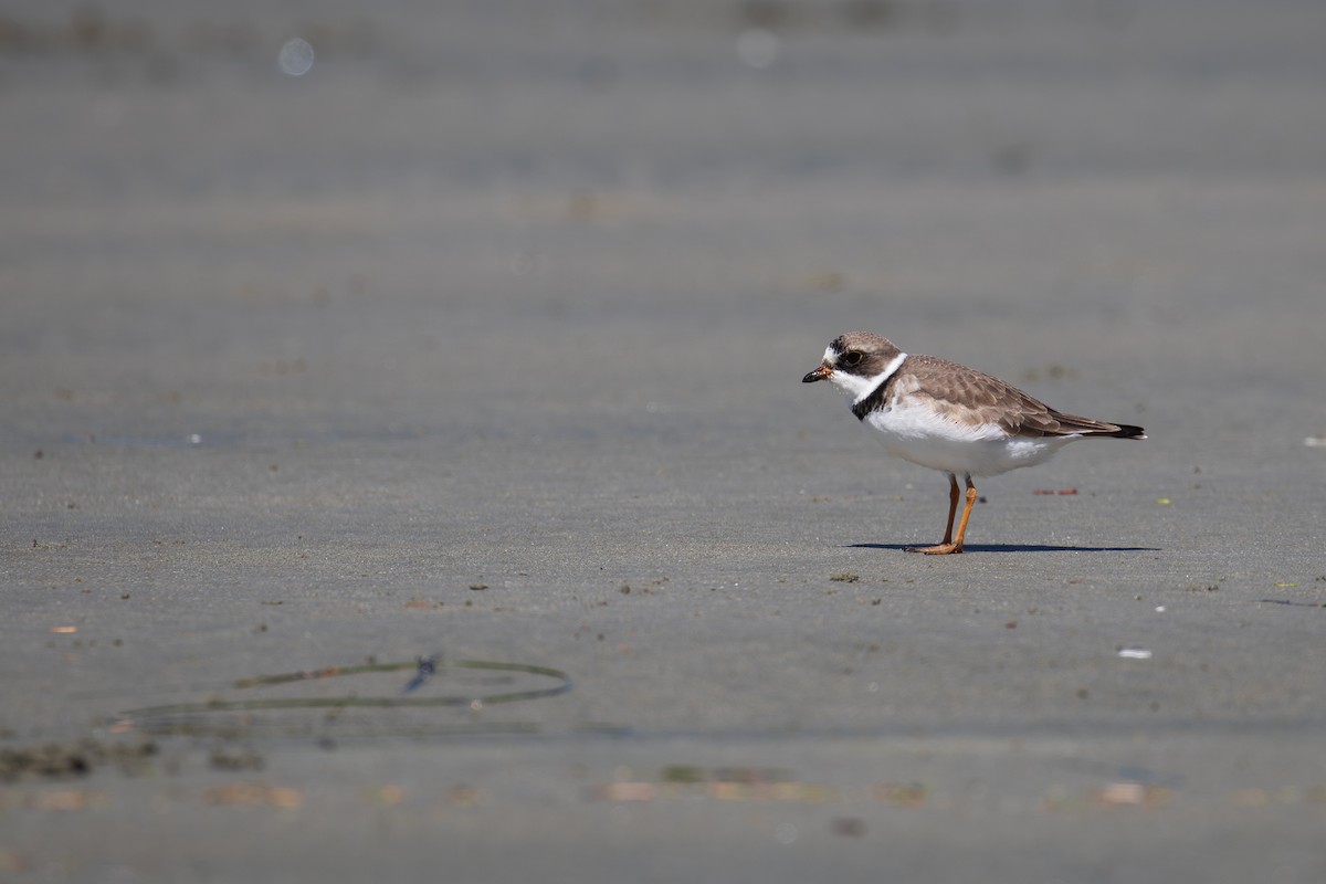 Semipalmated Plover - ML619165646
