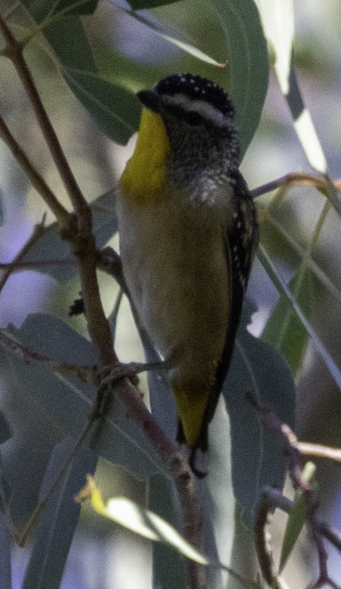 Spotted Pardalote (Spotted) - ML619165648