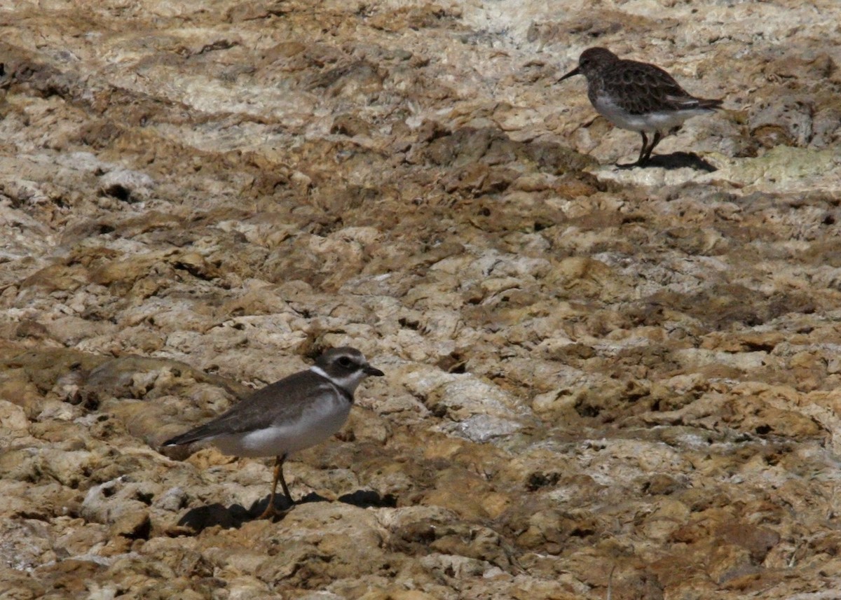 Semipalmated Plover - ML619165690