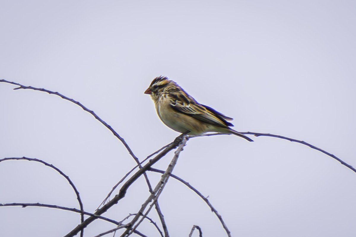 Pin-tailed Whydah - ML619165693