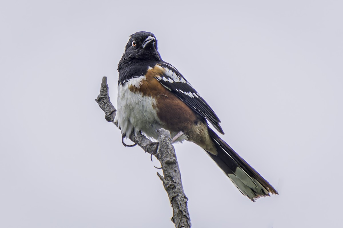 Spotted Towhee - ML619165707