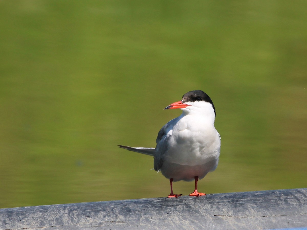 Common Tern - ML619165709