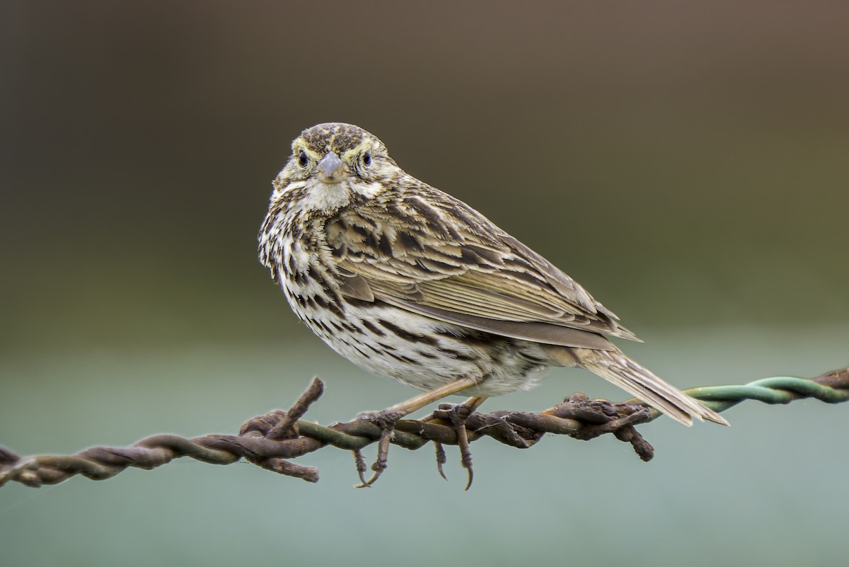 Savannah Sparrow (Belding's) - ML619165818
