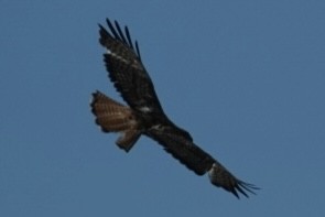 Red-tailed Hawk - ML619165834