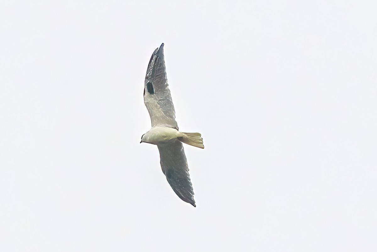 Black-shouldered Kite - ML619165838