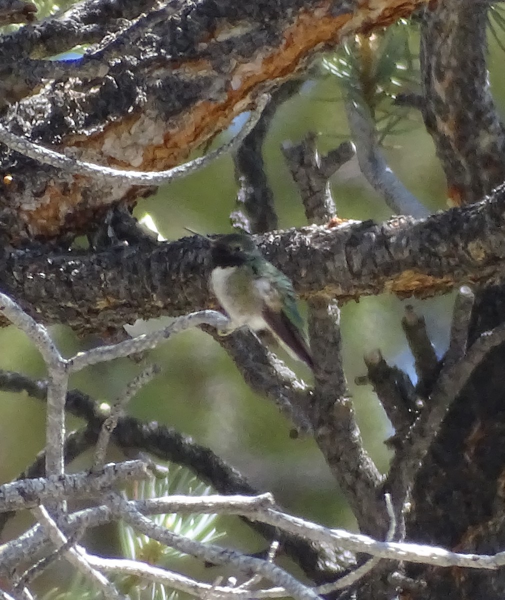 Broad-tailed Hummingbird - ML619165839