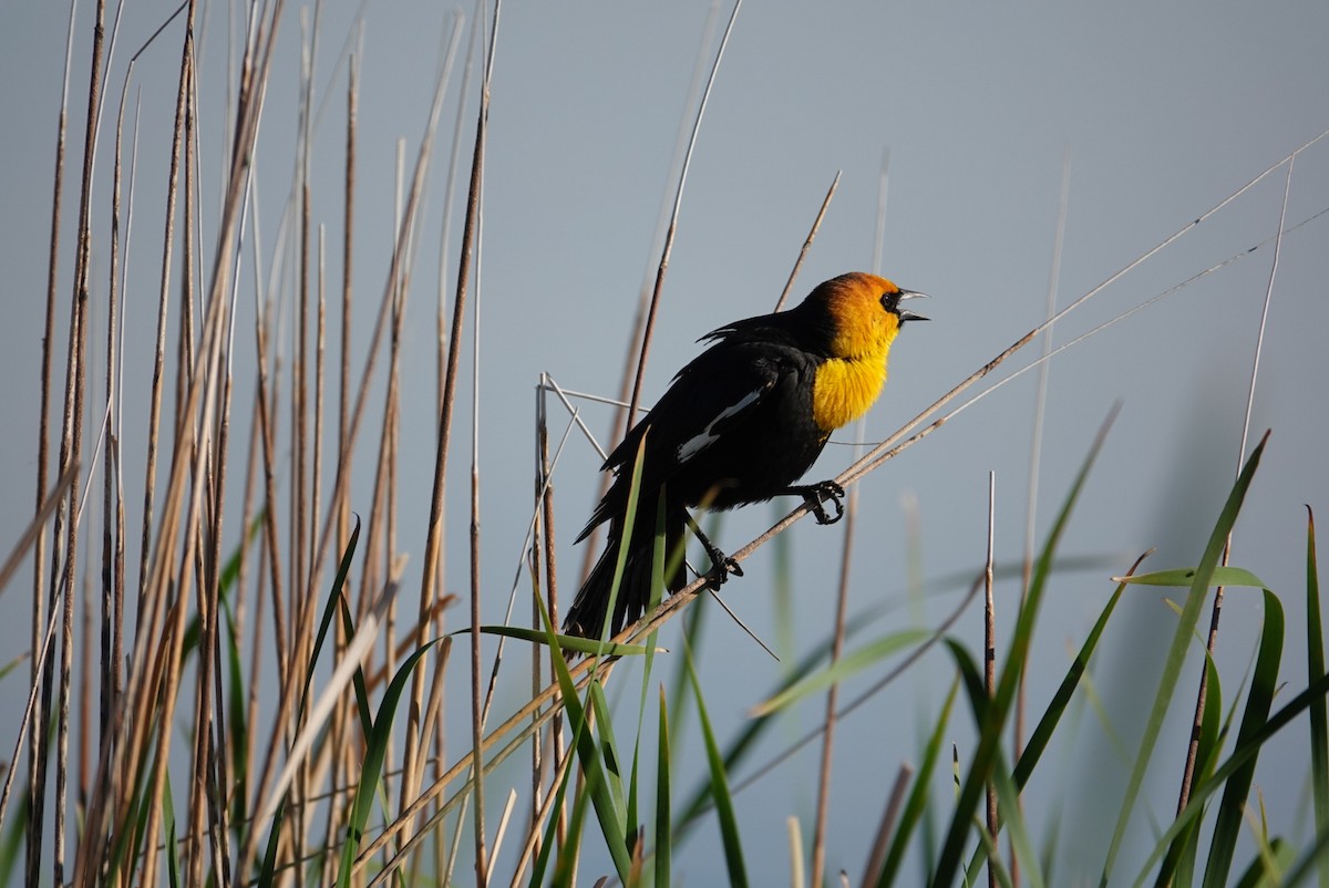 Yellow-headed Blackbird - ML619165852