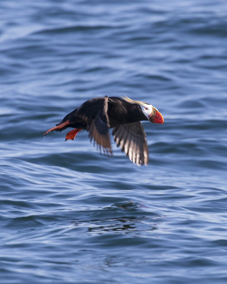 Tufted Puffin - ML619165879