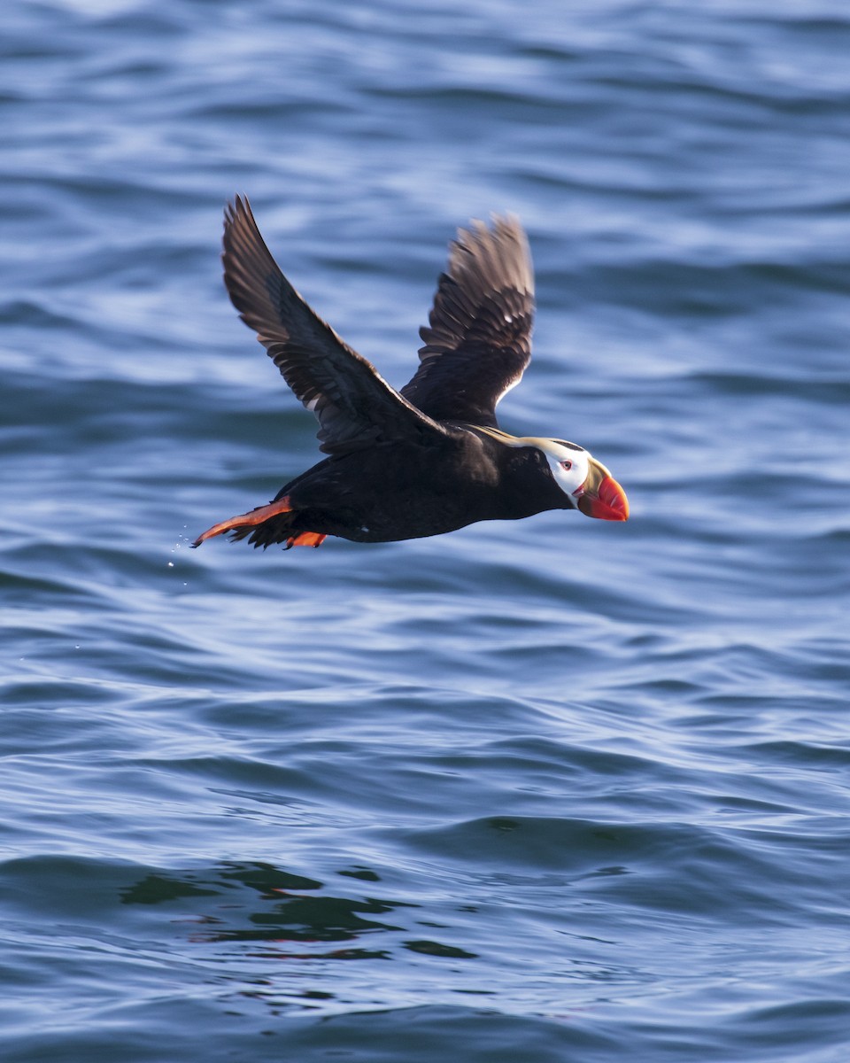 Tufted Puffin - ML619165880