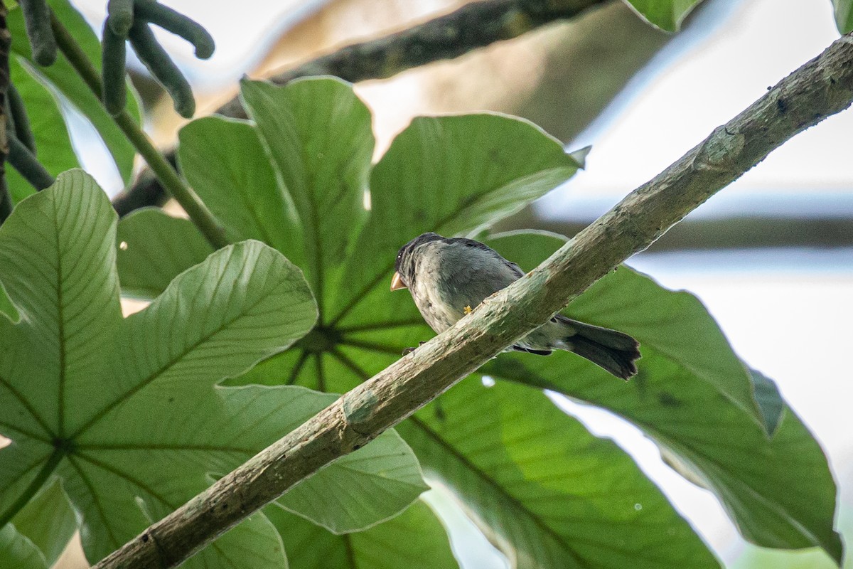 Gray Seedeater - ML619165890