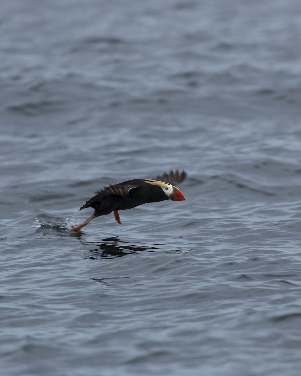 Tufted Puffin - ML619165942