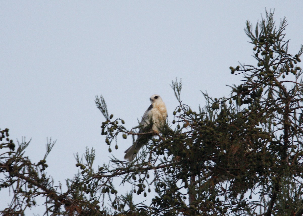 White-tailed Kite - ML619165989
