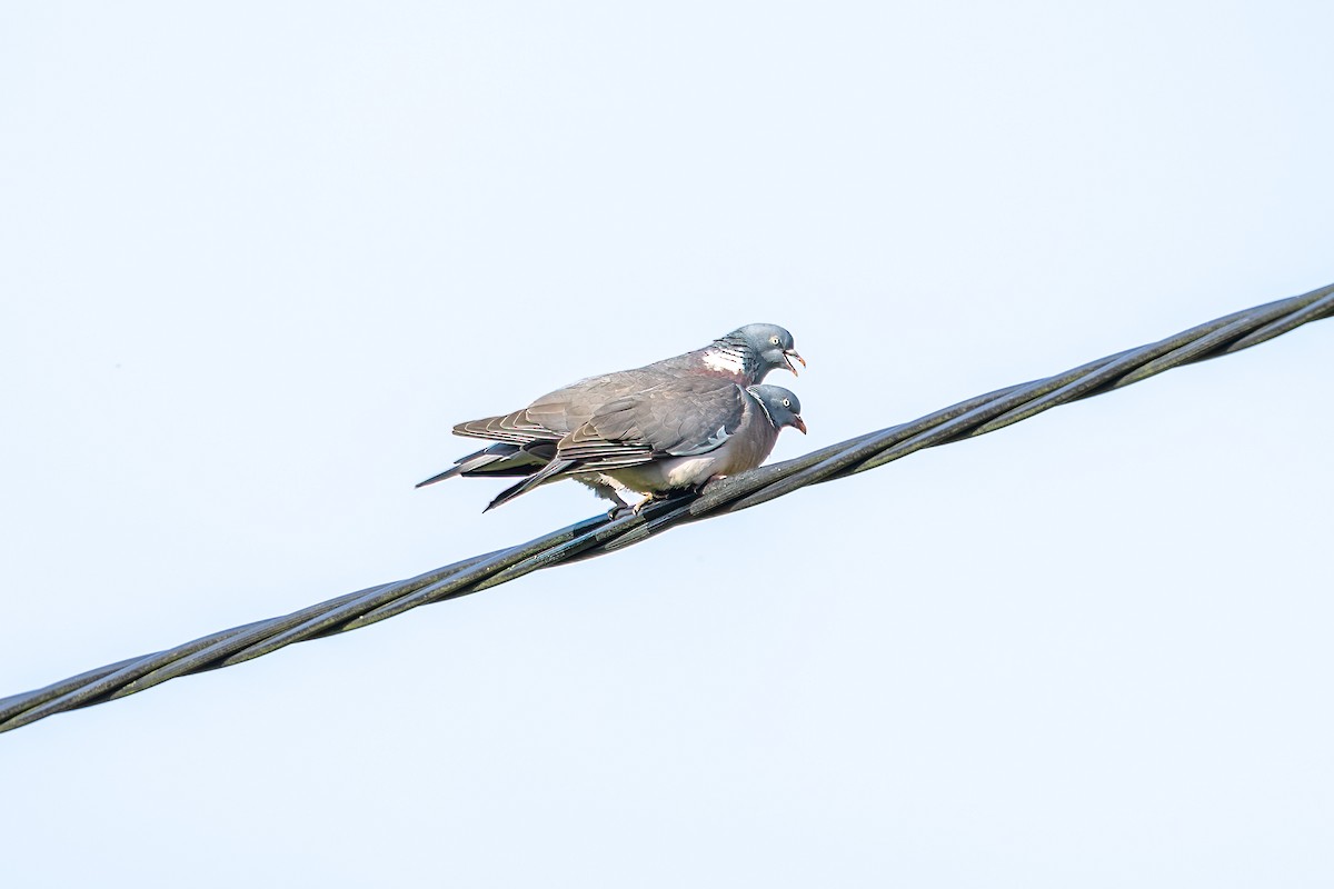 Pigeon ramier (groupe palumbus) - ML619165990