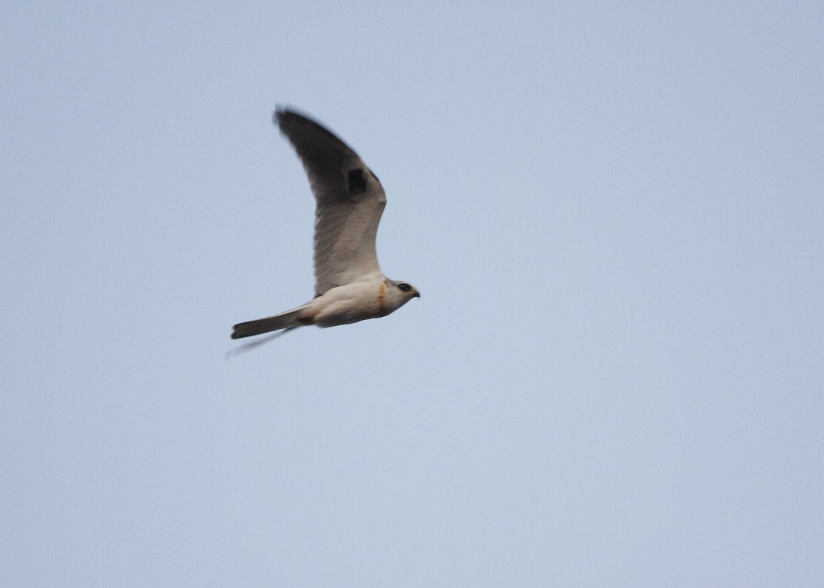 White-tailed Kite - ML619165993