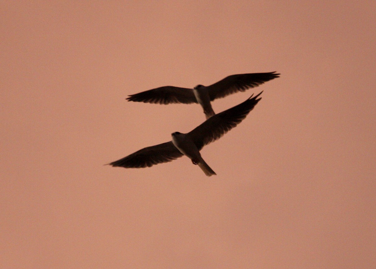 White-tailed Kite - ML619165996