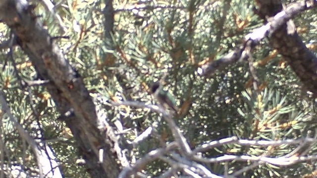 Broad-tailed Hummingbird - ML619166012