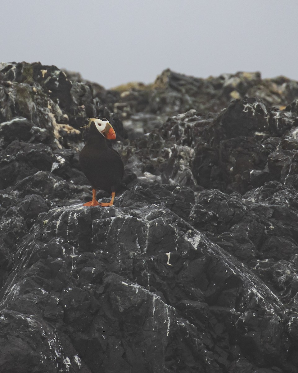 Tufted Puffin - ML619166013