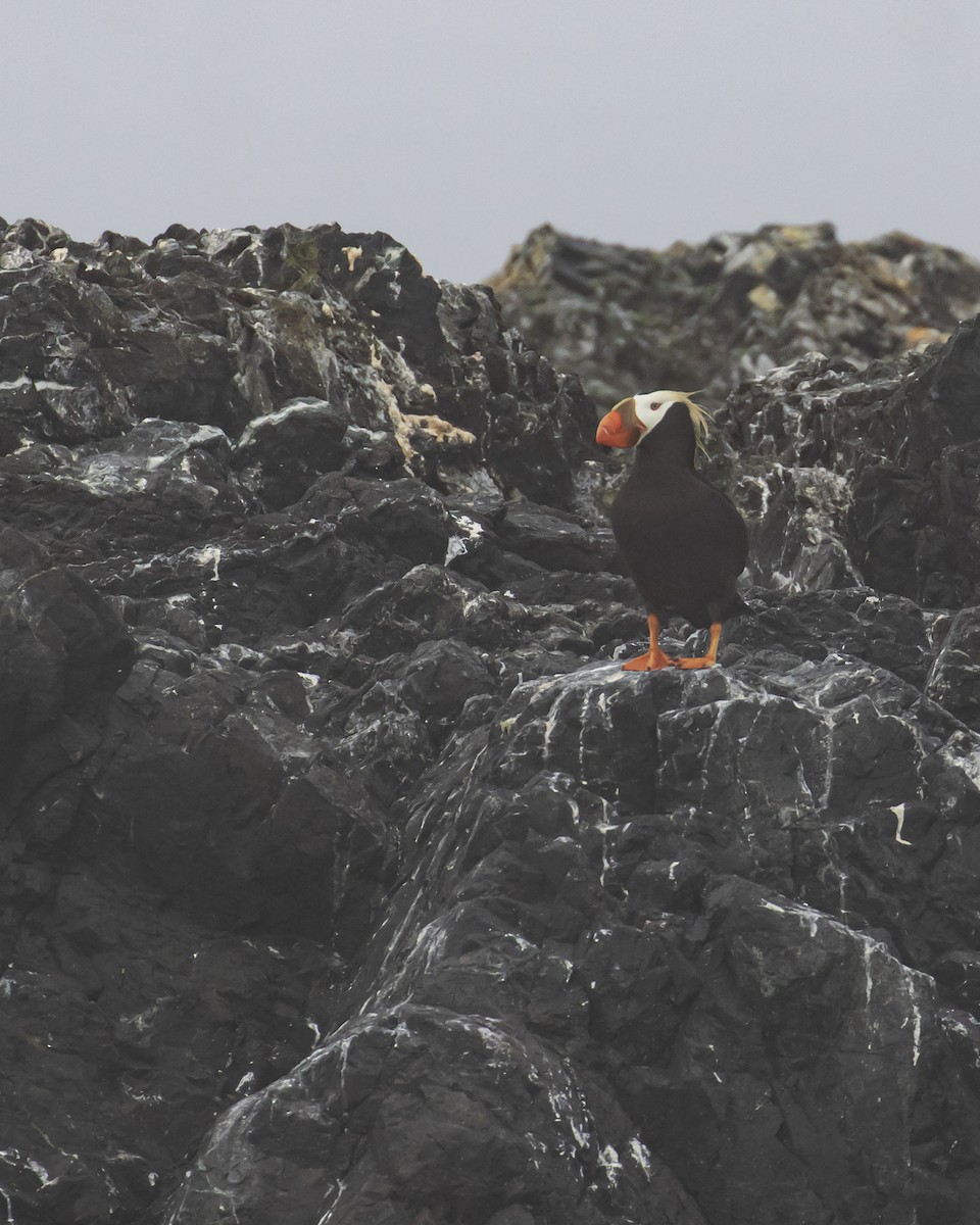 Tufted Puffin - ML619166014