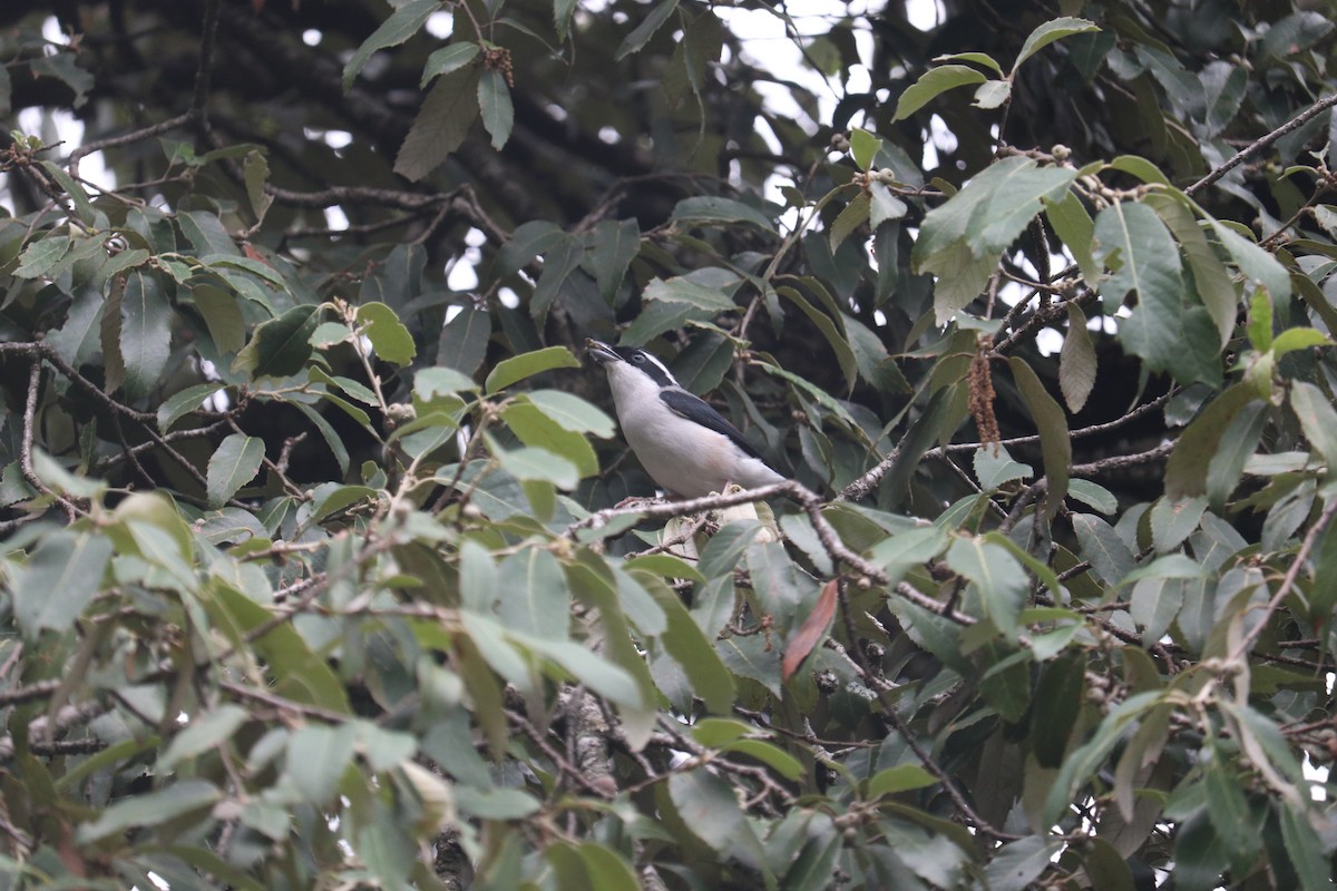 White-browed Shrike-Babbler - ML619166033