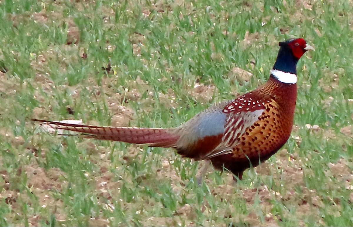 Ring-necked Pheasant - ML619166057