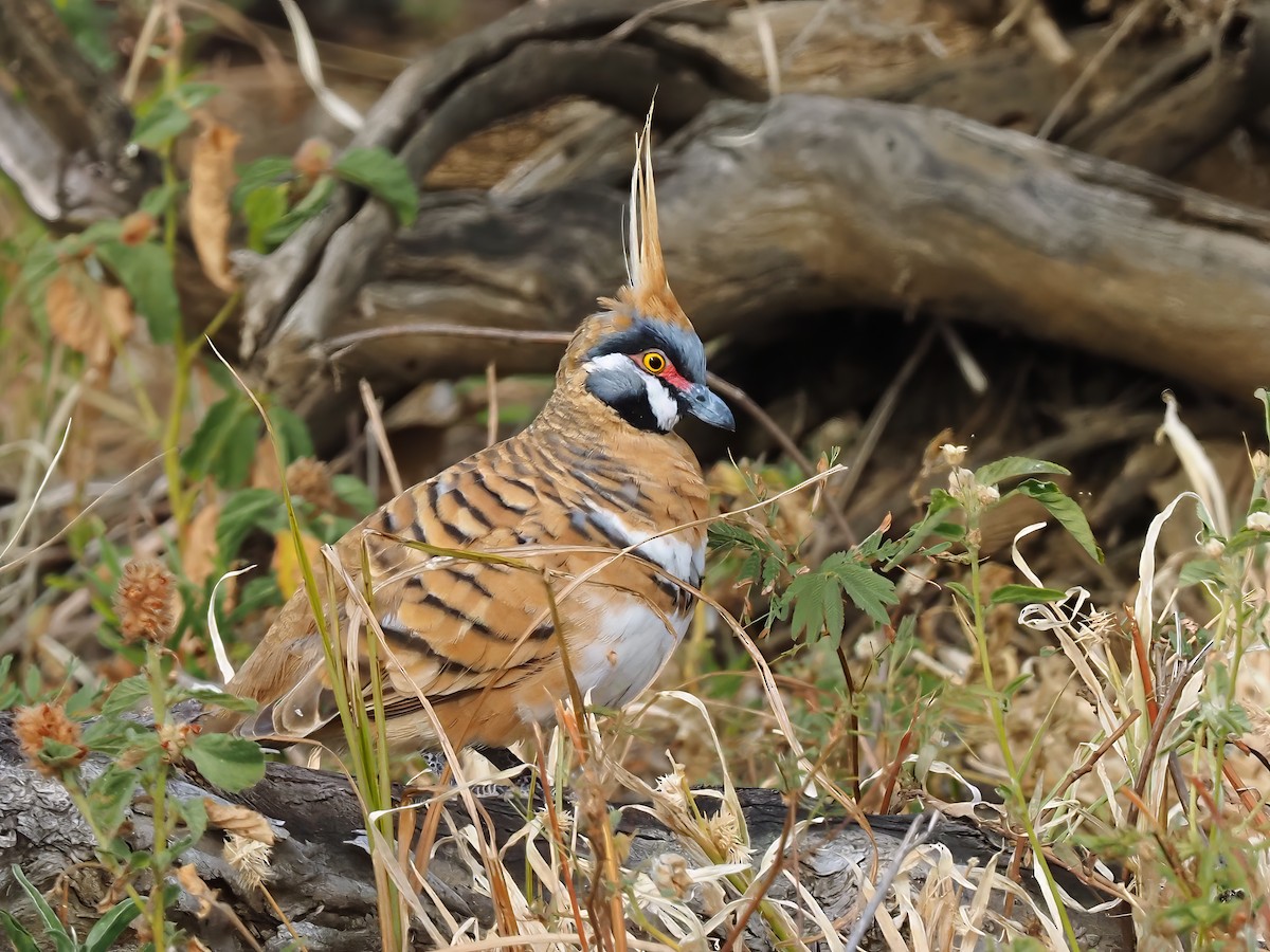 Spinifex Pigeon - ML619166115