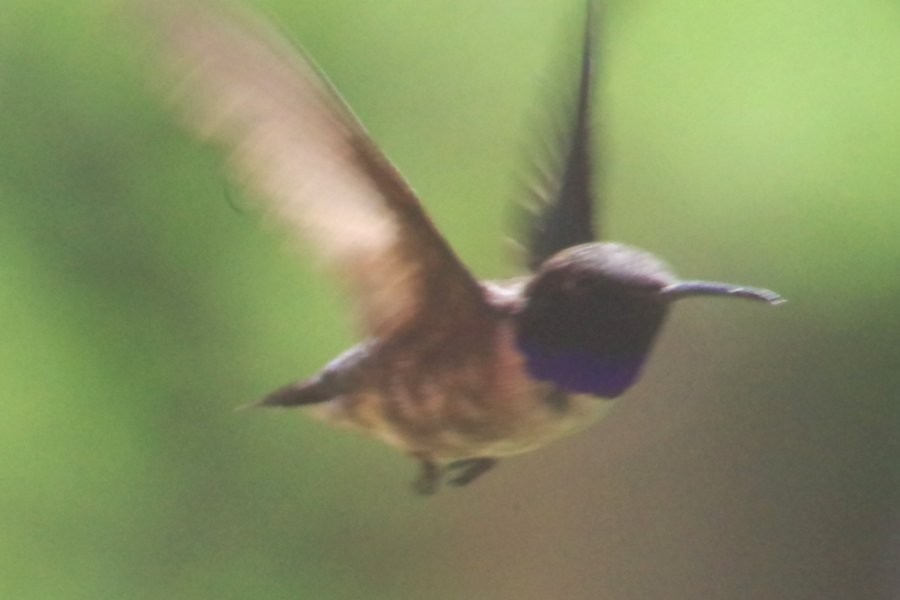 Black-chinned Hummingbird - ML619166120