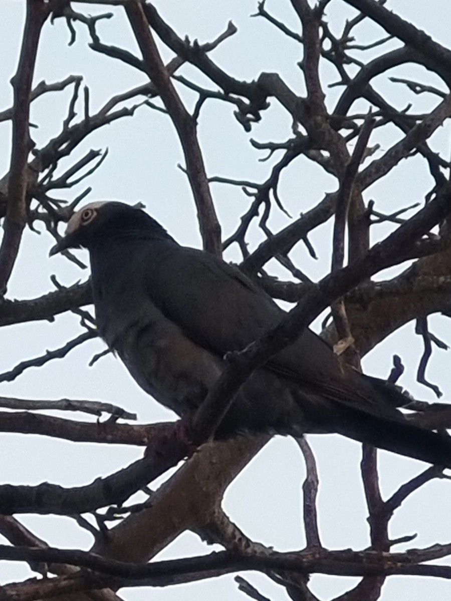 White-crowned Pigeon - ML619166132