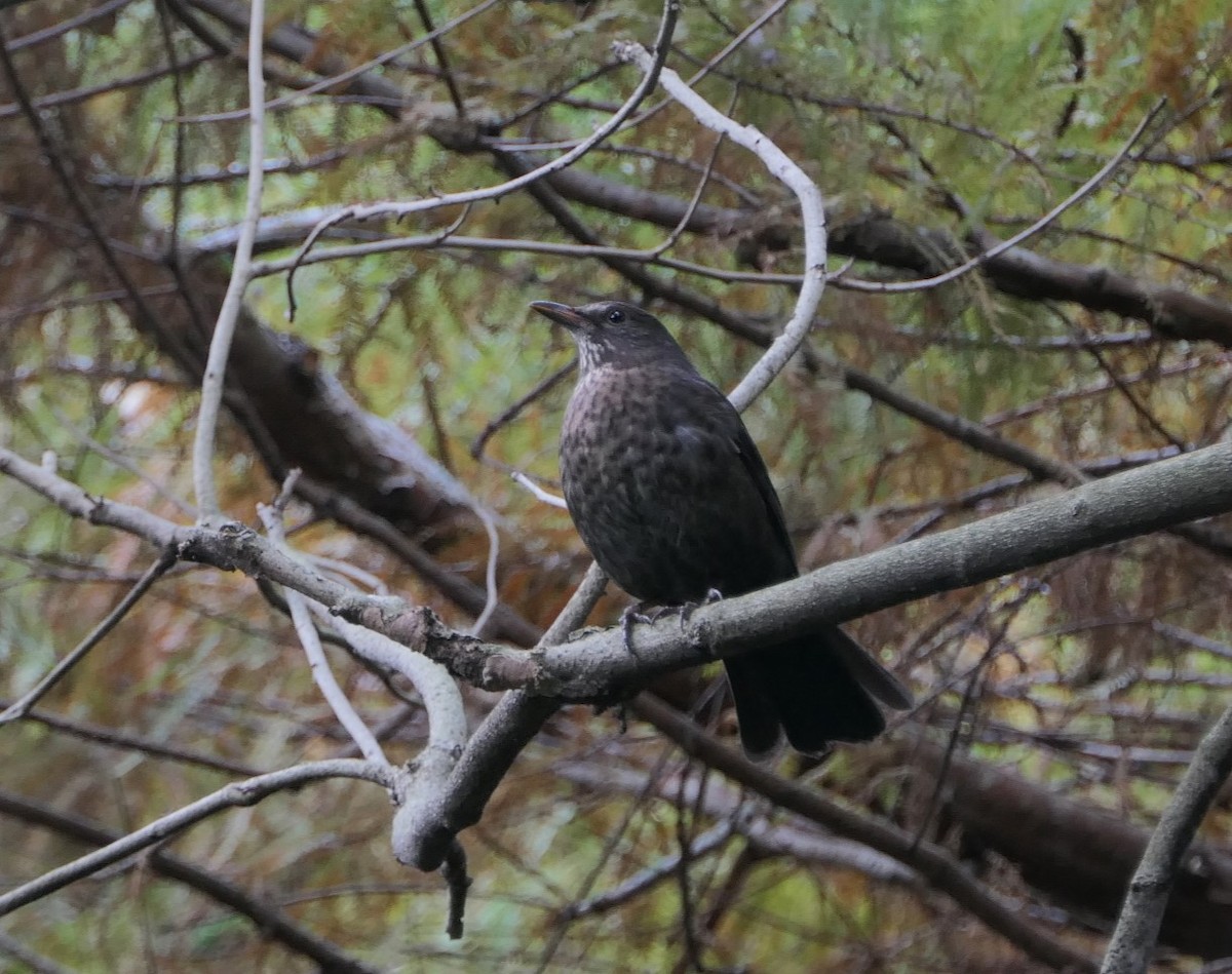 Eurasian Blackbird - ML619166138
