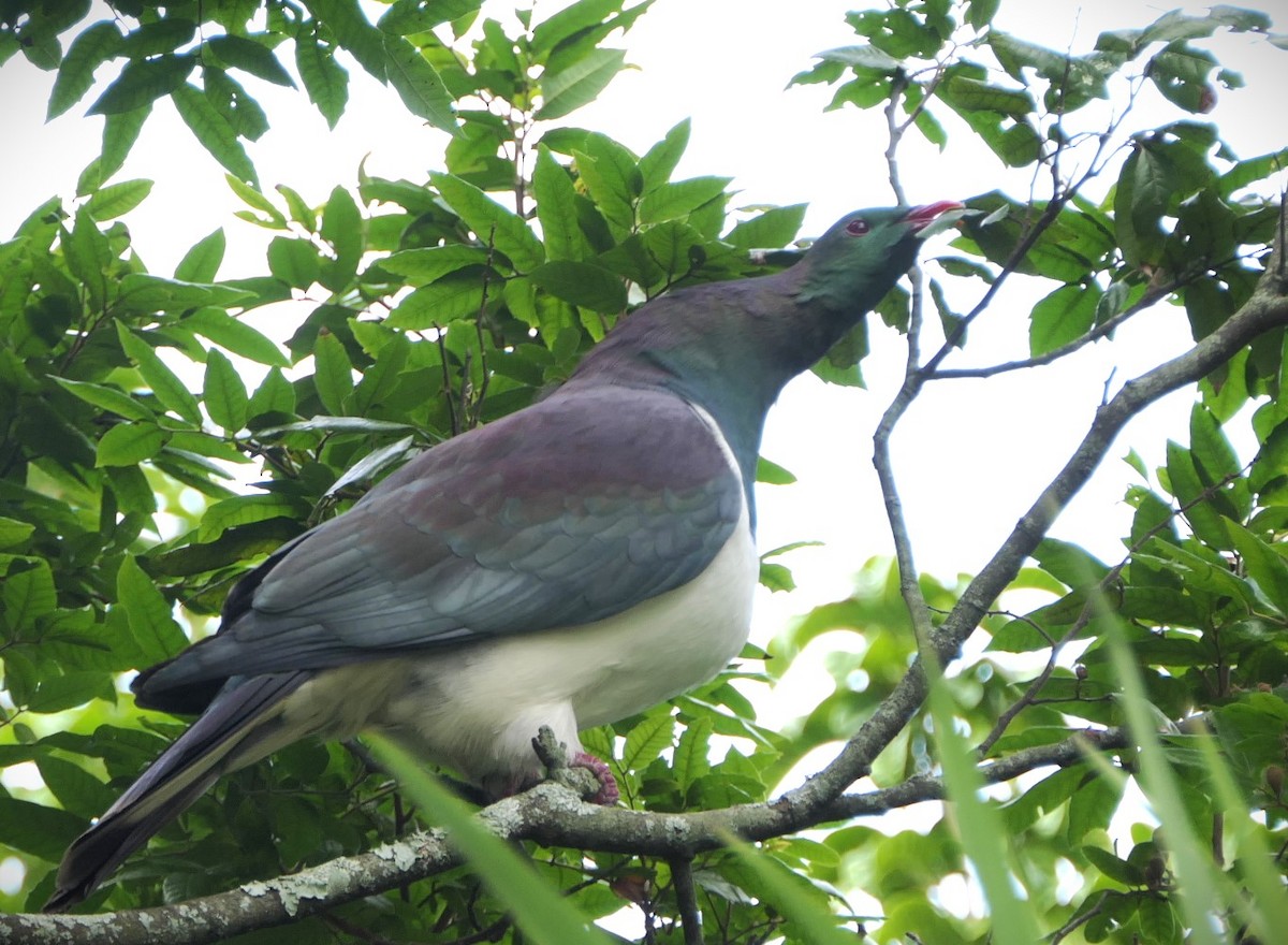 New Zealand Pigeon - ML619166158