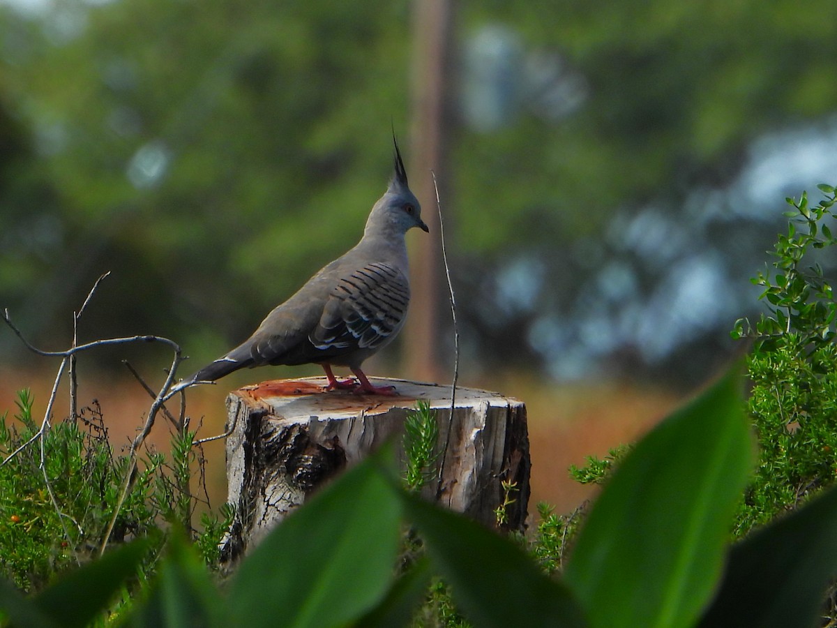 Crested Pigeon - ML619166190