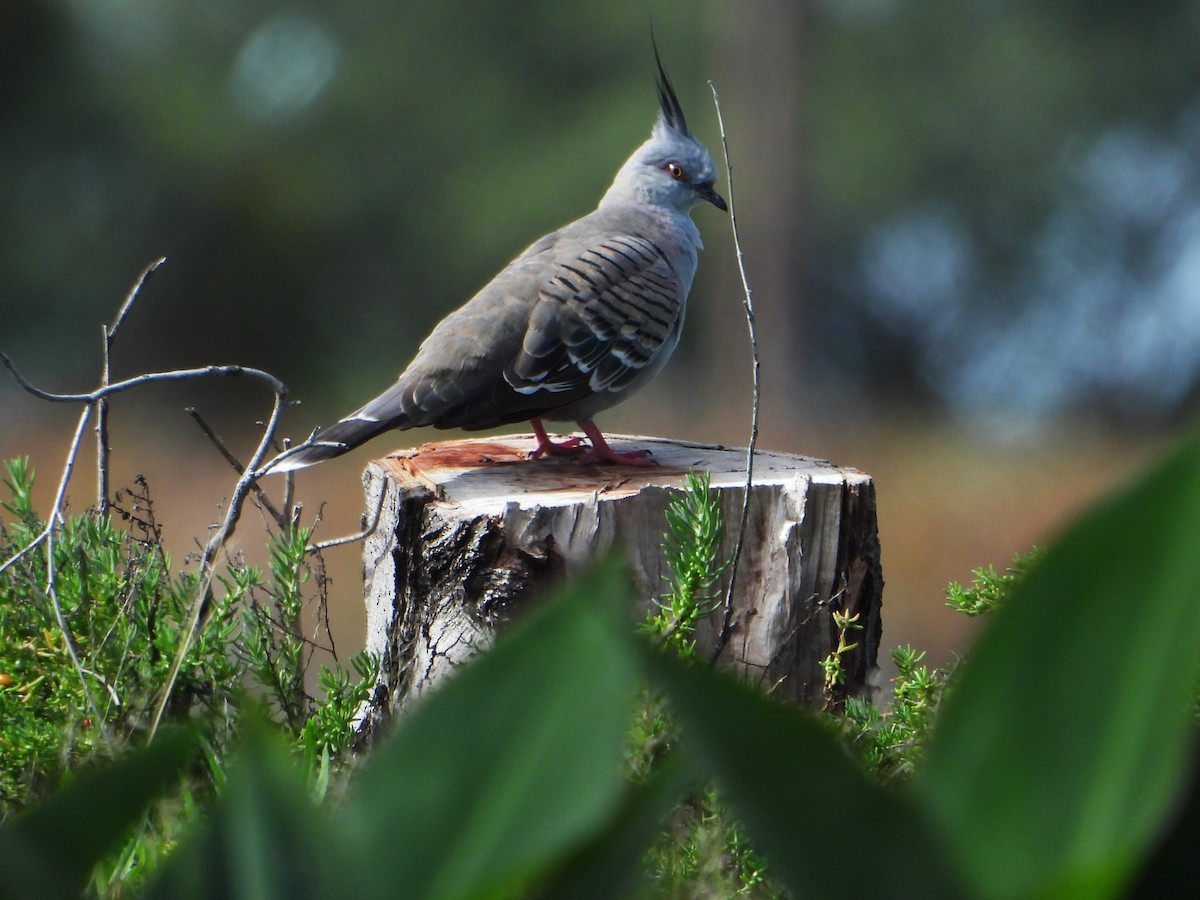 Crested Pigeon - ML619166193