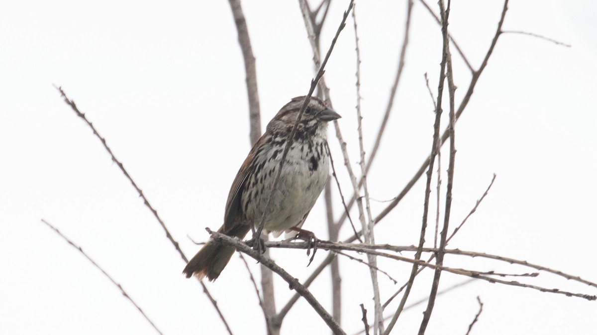 Song Sparrow - ML619166227