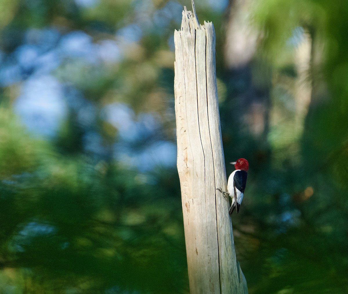 Red-headed Woodpecker - ML619166231