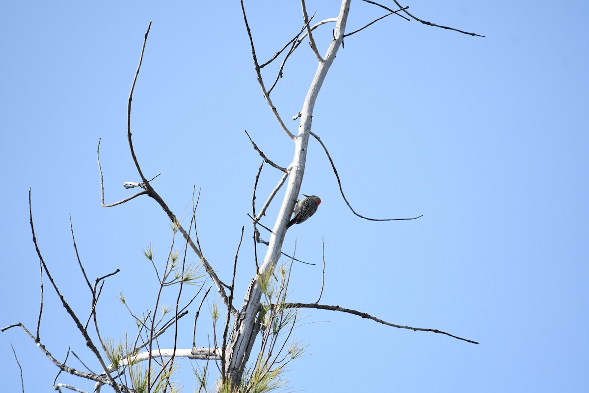 Red-bellied Woodpecker - ML619166233