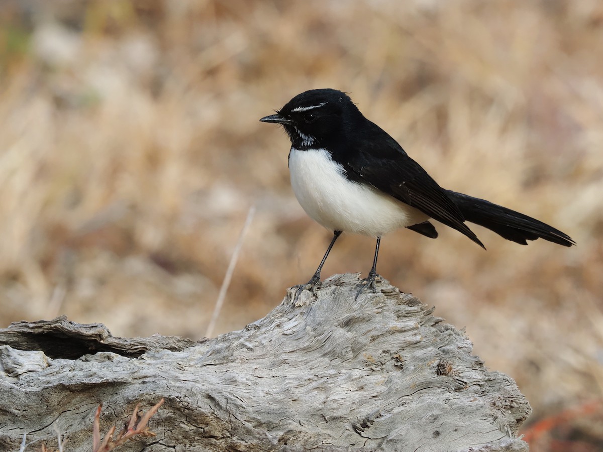 Willie-wagtail - ML619166245