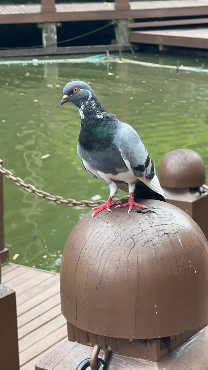Rock Pigeon (Feral Pigeon) - ML619166248