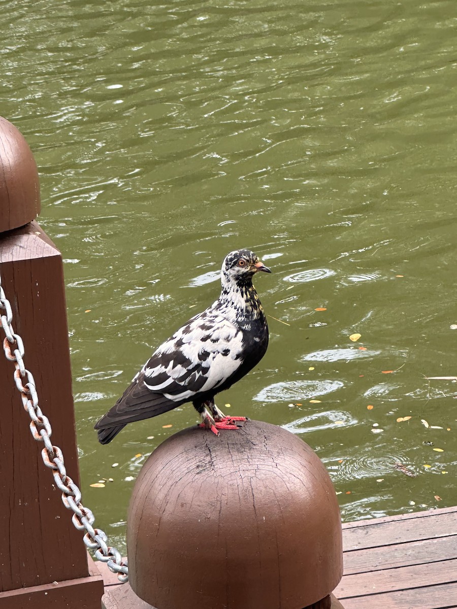Rock Pigeon (Feral Pigeon) - ML619166249