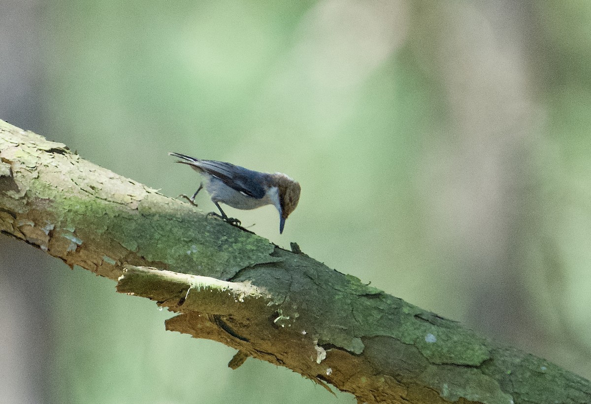 Brown-headed Nuthatch - ML619166258