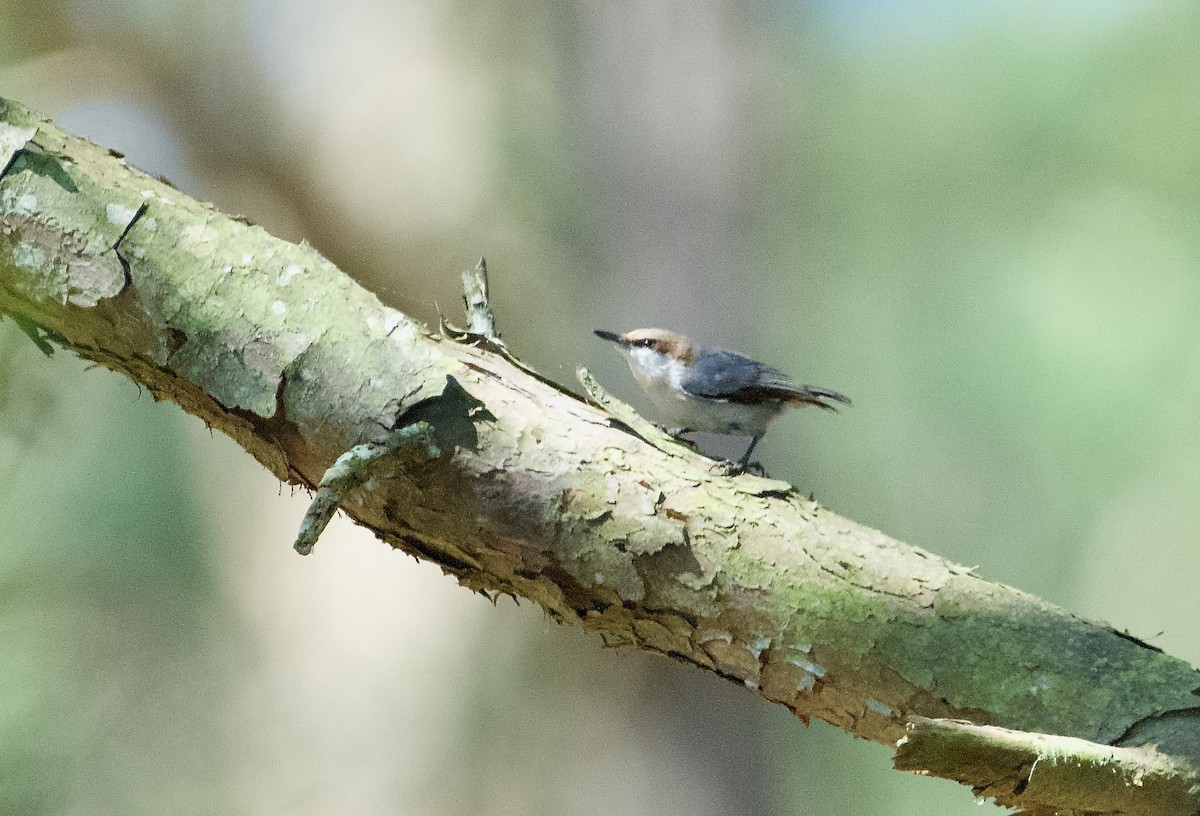 Brown-headed Nuthatch - ML619166259