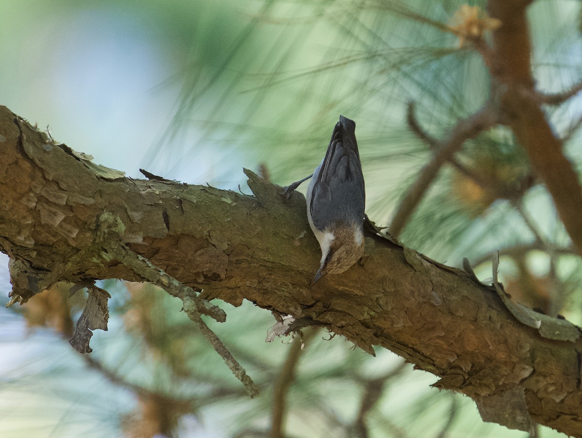 Brown-headed Nuthatch - ML619166260
