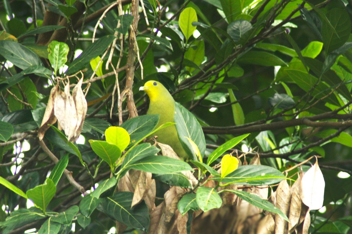 Sri Lanka Green-Pigeon - ML619166268