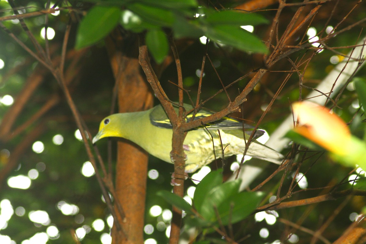 Sri Lanka Green-Pigeon - ML619166269
