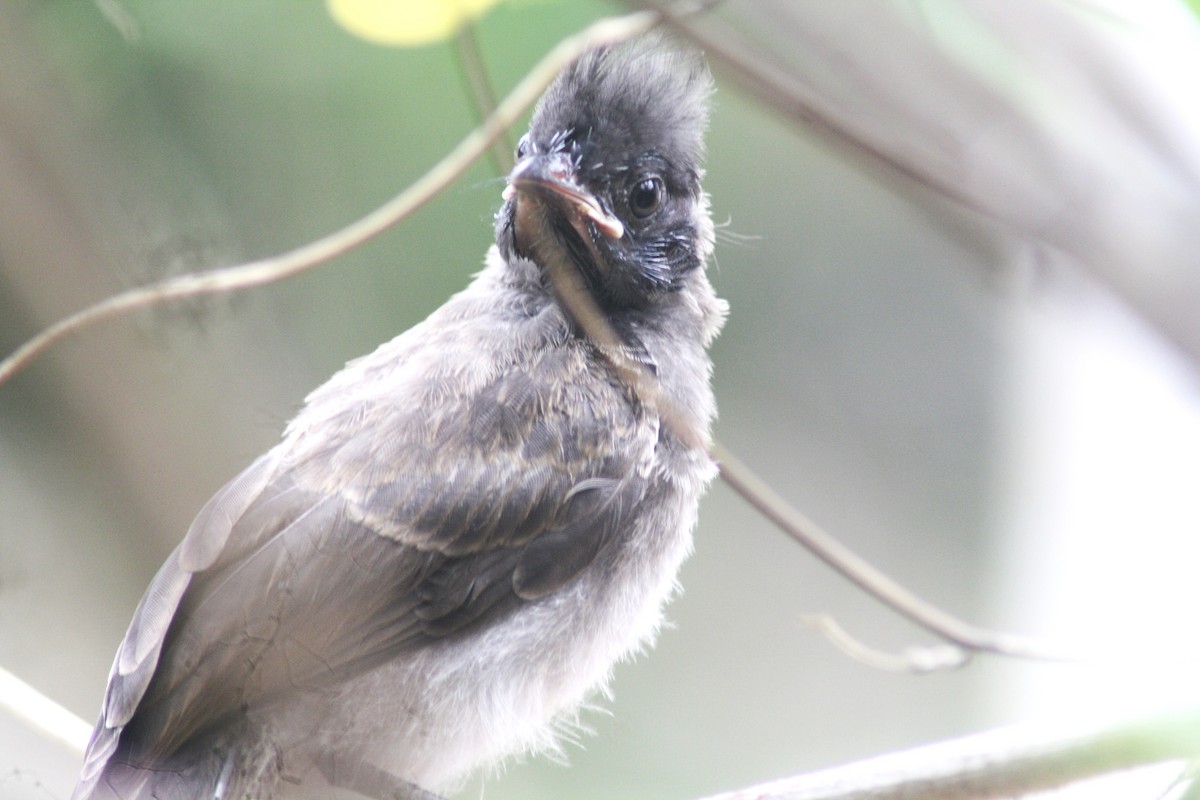 Red-vented Bulbul - ML619166274