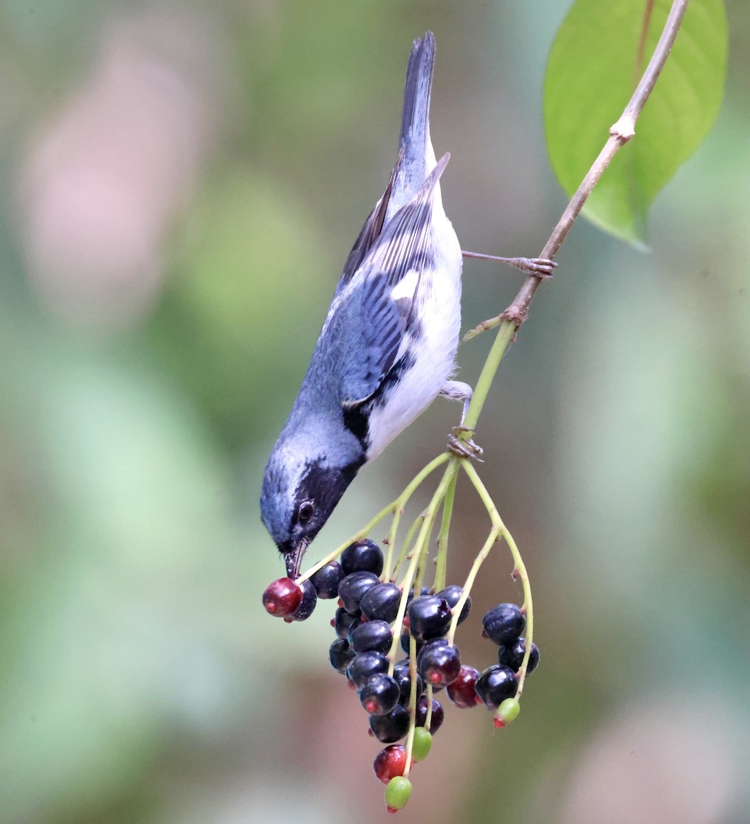 Black-throated Blue Warbler - ML619166329