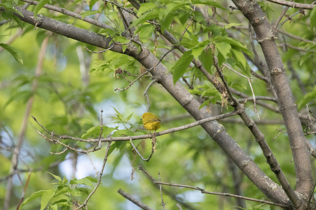 Yellow Warbler - ML619166355