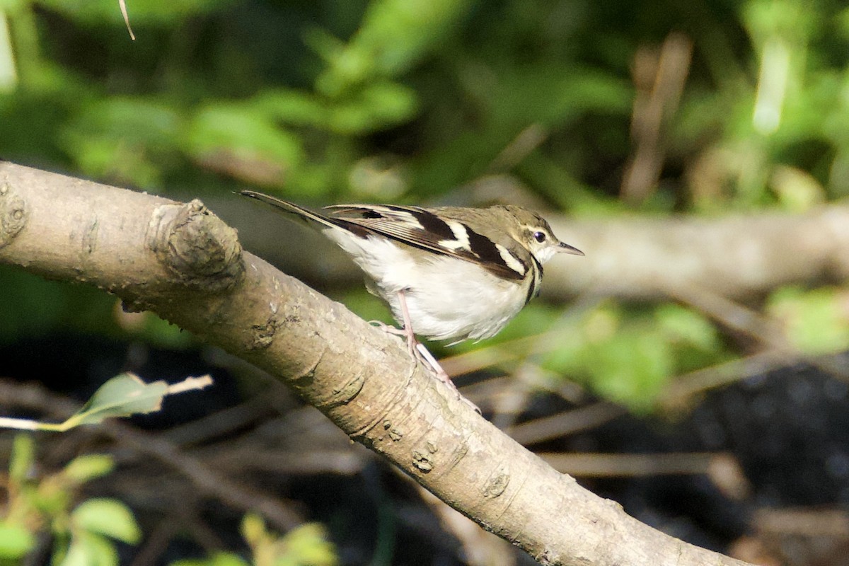Forest Wagtail - ML619166415